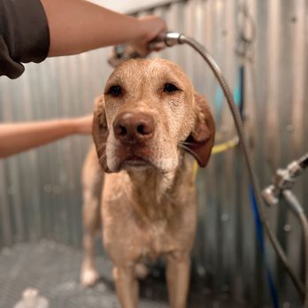Old Town Pet - Bath time! - Pet Boarding Near Me - Waynesville, Missouri Old Town Pet - Bath time! - Pet Boarding Near Me - Waynesville, Missouri