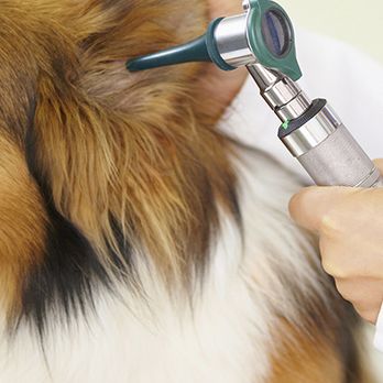 Lyon Veterinary Hospital - Veterinarians Near Me - Springdale, Arkansas Lyon Veterinary Hospital - Veterinarians Near Me - Springdale, Arkansas