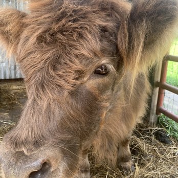 DK Farms & Gardens - Margo is the sweetest cow I've ever met she gets excited and rubs her head on you - Petting Zoos Near Me - Largo, Florida DK Farms & Gardens - Margo is the sweetest cow I've ever met she gets excited and rubs her head on you - Petting Zoos Near Me - Largo, Florida