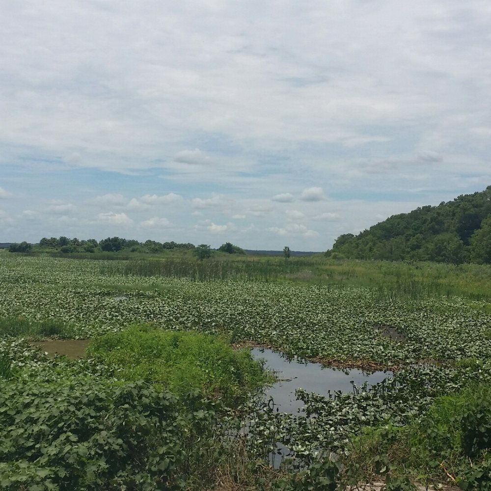Airboat Wildlife Adventures - Boating Near Me - Sebring, Florida