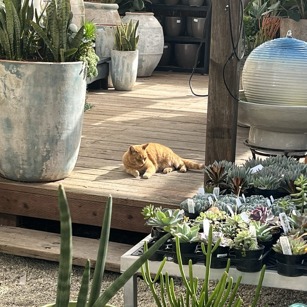 Jackalope Pottery - Nurseries & Gardening Near Me - North Hollywood, California