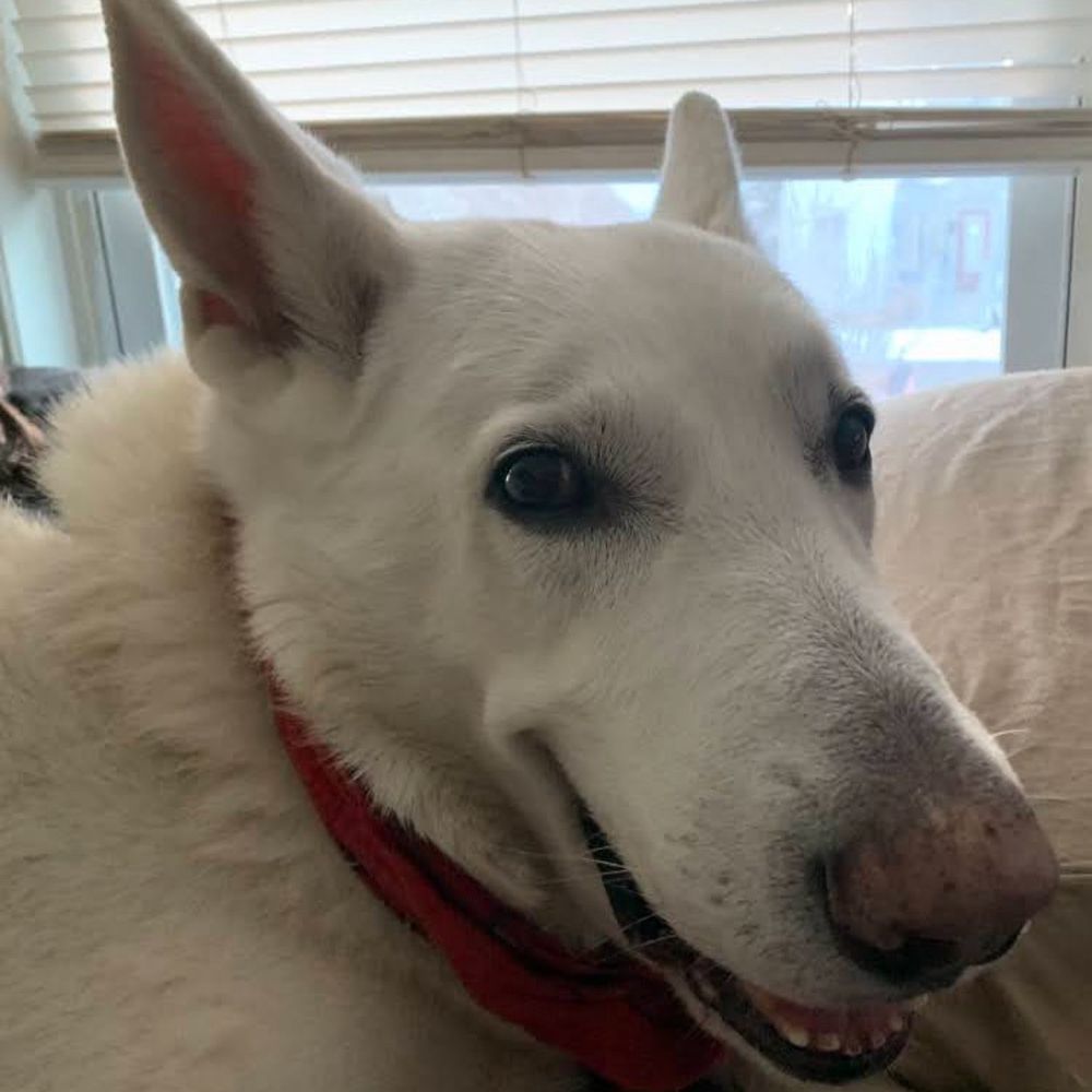 Pet Supplies Plus Sanford - My late great best friend Bowie. 16 years passed year ago - Pet Groomers Near Me - Sanford, Maine Pet Supplies Plus Sanford - My late great best friend Bowie. 16 years passed year ago - Pet Groomers Near Me - Sanford, Maine