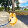 Photo of Duran's K9 Training