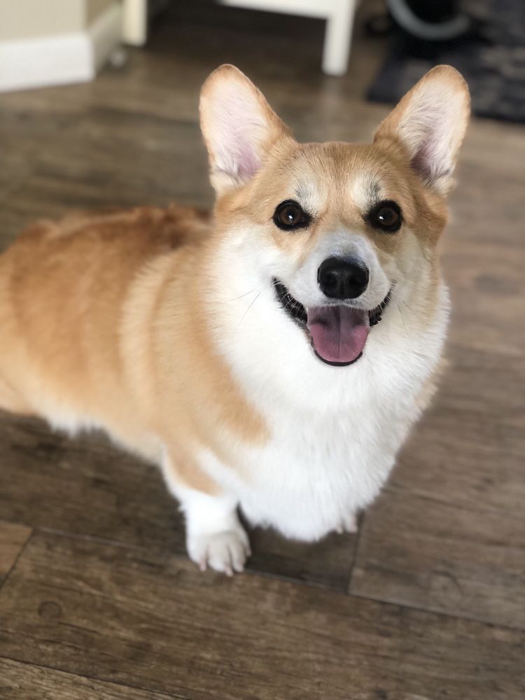 ULTIMATE PET GROOMING Updated October 2024 10 Photos 25108