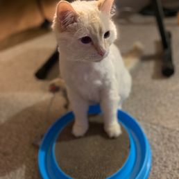 Marshmallow looks like a baby after his cut Marshmallow looks like a baby after his cut