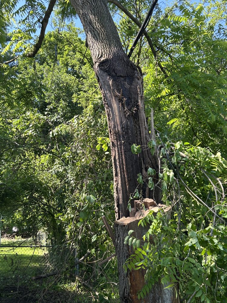Tree-Mergency - tree service in Lincoln Park, MI