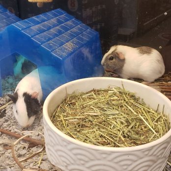 PetSmart - Guinea Pig Love Shack, Baby Love Shack - Pet Stores Near Me - East Hanover, New Jersey PetSmart - Guinea Pig Love Shack, Baby Love Shack - Pet Stores Near Me - East Hanover, New Jersey