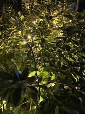 Bellingrath Gardens & Home by null