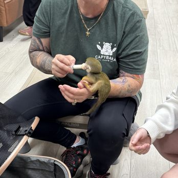 The Capybara Cafe - Baby monkey - Themed Cafes Near Me - St. Augustine, Florida