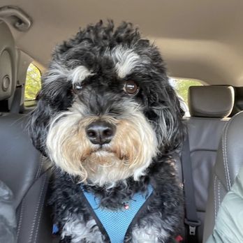 The Barking Barber - Before - Pet Groomers Near Me - Acworth, Georgia