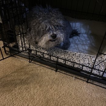 Come & Pet It - Pet Groomers Near Me - Henderson, Nevada