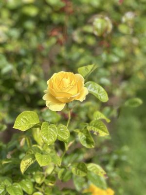 Point Defiance Park by null