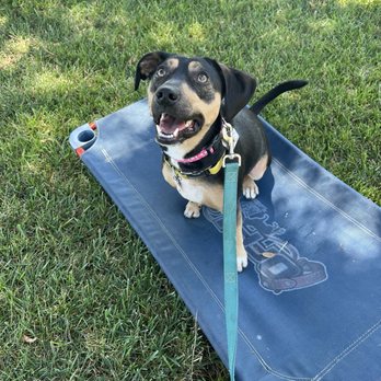 Off Leash K9 Training Sacramento - Pet Training Near Me - Sacramento, California Off Leash K9 Training Sacramento - Pet Training Near Me - Sacramento, California