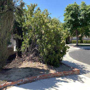 Performance Tree Service - Before - Tree Services Near Me
