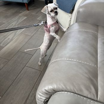 Dashing Groomer - Before and after. - Pet Groomers Near Me - Apache Junction, Arizona Dashing Groomer - Before and after. - Pet Groomers Near Me - Apache Junction, Arizona