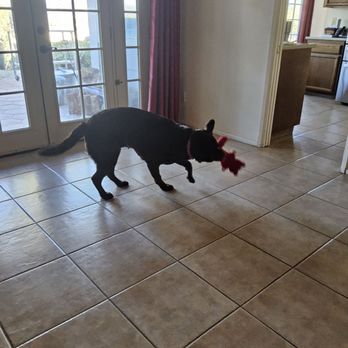 Retrievers and Friends - What a lucky day! - Pet Adoption Near Me