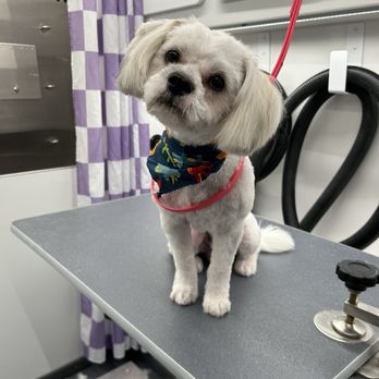 Hot Under the Collar - Pet Groomers Near Me