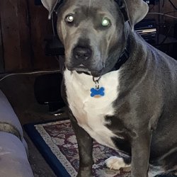 Humane Society of Heber Springs - Zeus