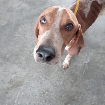 Rescue Animal Placements - Dog up for "fostering" - Animal Shelters Near Me Rescue Animal Placements - Dog up for "fostering" - Animal Shelters Near Me