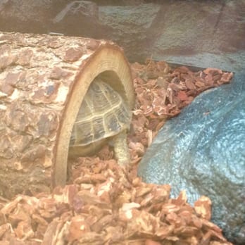 Petco - My turtle friend was sleeping - Pet Stores Near Me - Sterling, Virginia