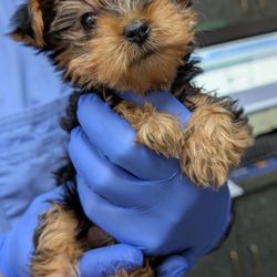 Alamo Dog & Cat Hospital - Some of the cutest patients you'll ever see