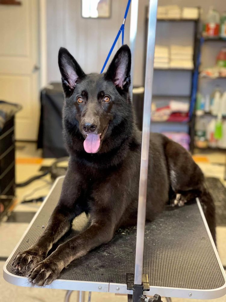 URBAN MUTT 242 S Business Ih 35, New Braunfels, TX Yelp