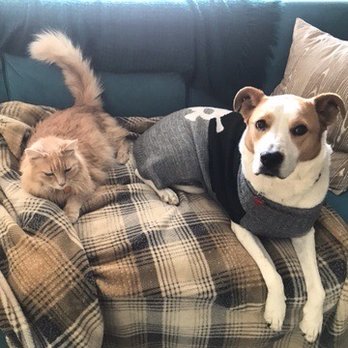 VCA Ben White Animal Hospital - Veterinarians Near Me - Austin, Texas