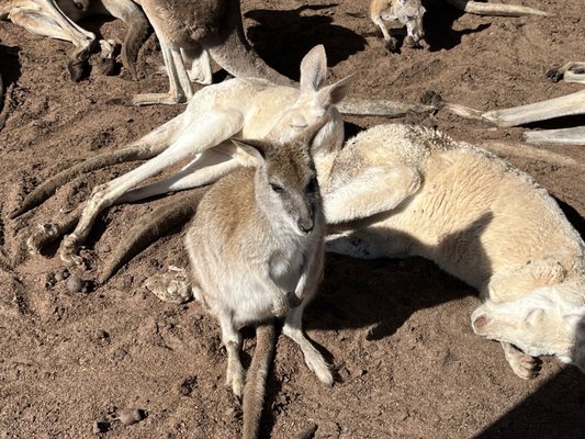 Caversham Wildlife Park by null