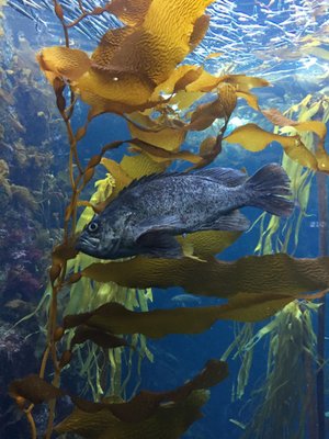 Monterey Bay Aquarium: Seafood Watch Program by null