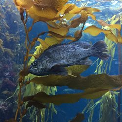 Monterey Bay CA Aquarium