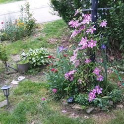 Walmart Garden Center - Clematis vine in spring & fall!