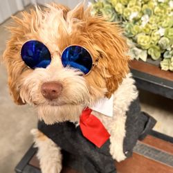 Joy’s Landing Doggy Daycare & Resort