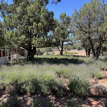 Pine Creek Canyon Lavender Farm - View of Farm - Farms Near Me - Pine, Arizona