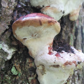 Cape Flattery - Fungi growing on a tree on the Cape Flattery trail. - Hiking Near Me - Neah Bay, Washington Cape Flattery - Fungi growing on a tree on the Cape Flattery trail. - Hiking Near Me - Neah Bay, Washington