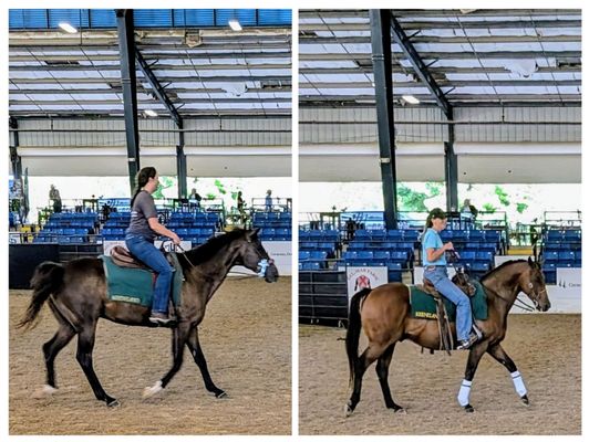Kentucky Horse Park by null