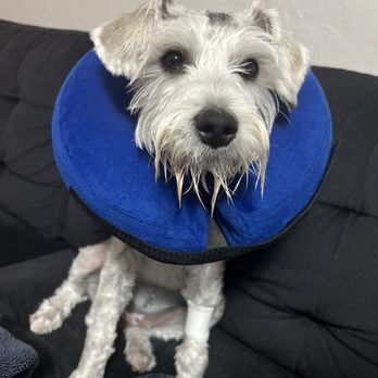 Pet Lovers Animal Clinic - Post Surgery Pic - Veterinarians Near Me - Miami, Florida Pet Lovers Animal Clinic - Post Surgery Pic - Veterinarians Near Me - Miami, Florida