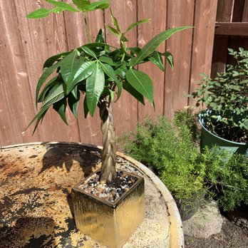 Sunshine Miniature Trees - Money Tree - Nurseries & Gardening Near Me - Dallas, Texas