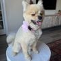 Photo of Spawtlight Dog Salon and Spa
