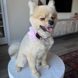 Spawtlight Dog Salon and Spa - Post Haircut