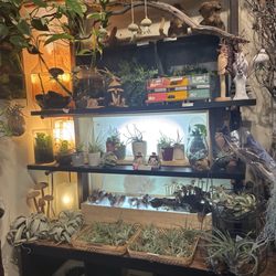 Plants (Apr 2026)