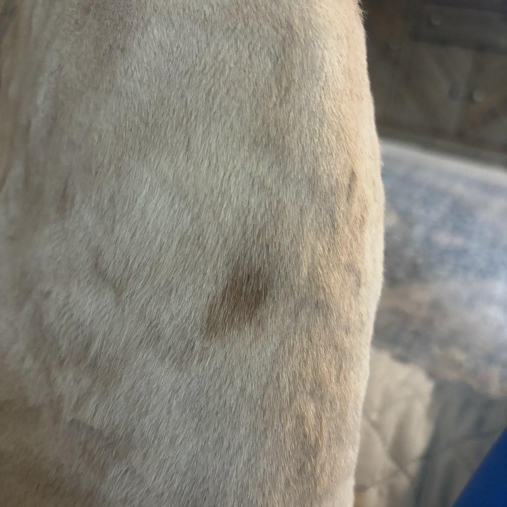 PetSmart - Cut - Pet Groomers Near Me - Kansas City, Missouri