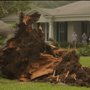 Photo of Wright Way Tree Care
