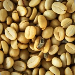 Hawaii Product Resources - Peaberry