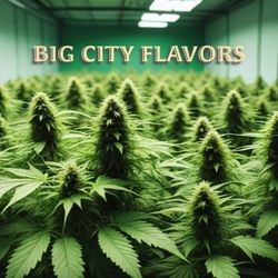 NYC grown cannabis. all cannabis buds are tested by the city oy New York and charts are available to customers at will.