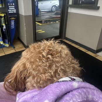 Jiffy Lube - Waiting with my puppy to get our oil change - Oil Change Stations Near Me - Spanish Fork, Utah Jiffy Lube - Waiting with my puppy to get our oil change - Oil Change Stations Near Me - Spanish Fork, Utah