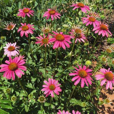 Tulsa Botanic Garden by null