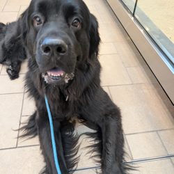 Barking Bubz - Service dog training