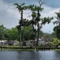 St Johns River Tours Inc - Gotta love the variety of trees!