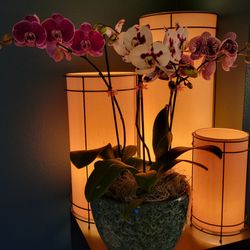 Kawamoto Orchid Nursery - Three phalanopsis orchids