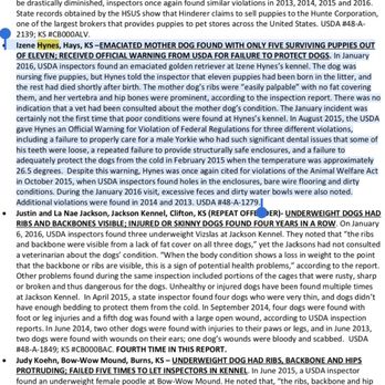 Puppy Paradise - Violation report on one of the "breeders" where this store gets its dogs!! - Pet Stores Near Me - Brooklyn, New York